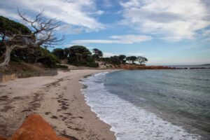 Idyllischer Palombaggio Strand mit Pinien - Korsika Rundreise - Reiseziele im Juni
