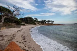 Idyllischer Palombaggio Strand mit Pinien - Korsika Rundreise - Reiseziele im Juni
