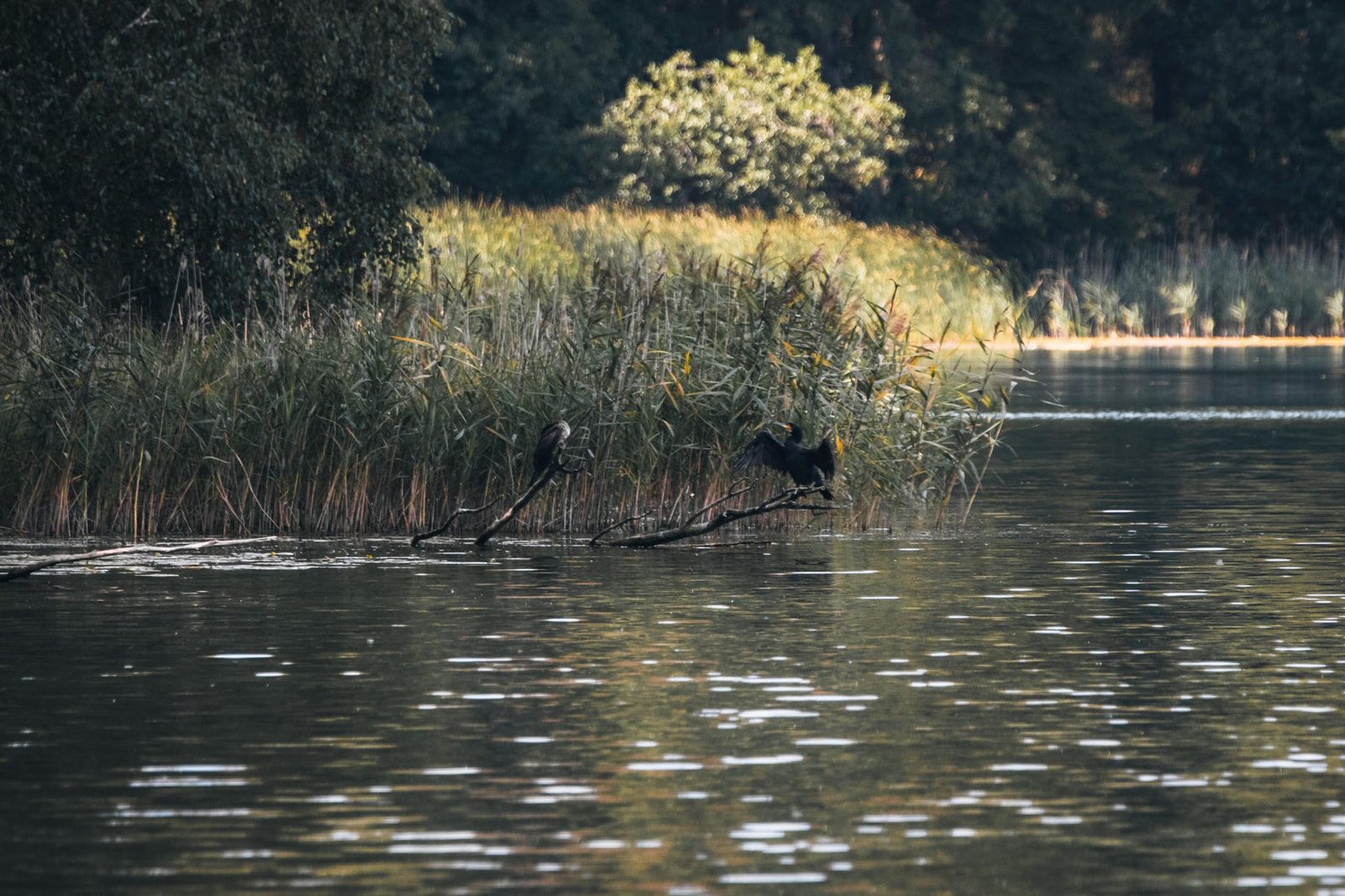 Zugvögel im Wigry Nationalpark