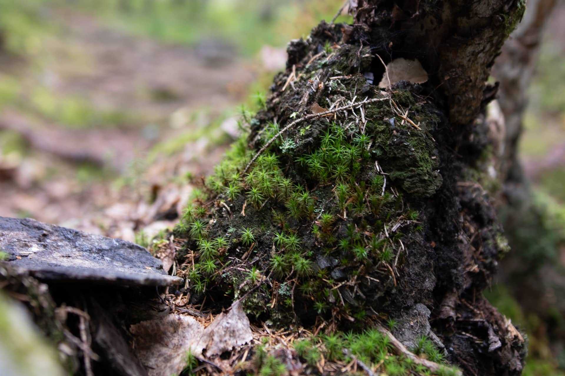 kummakivi, Finnland Rundreise -