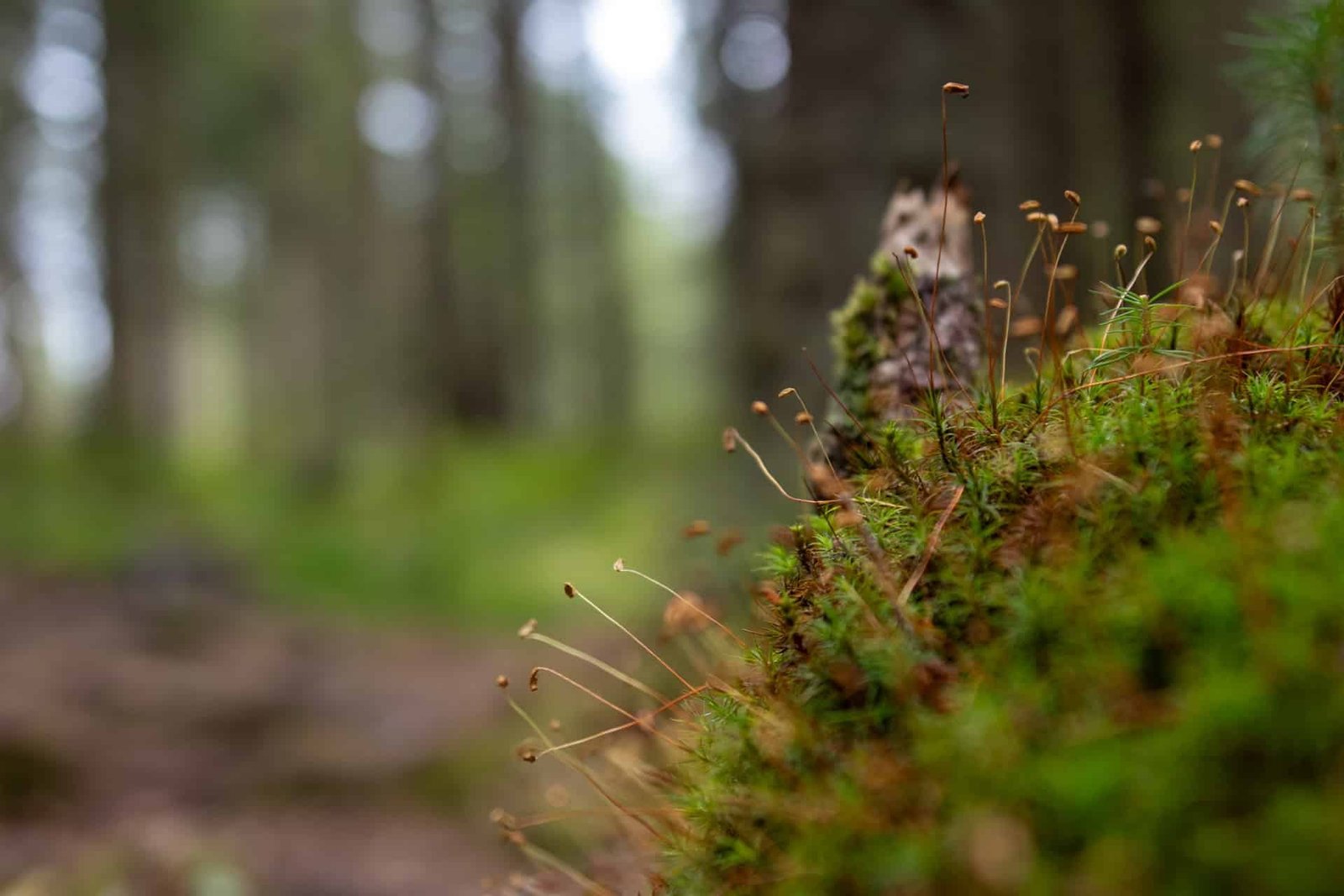 Moosbewachsener Baumstamm im finnischen Wald - Finnland Rundreise
