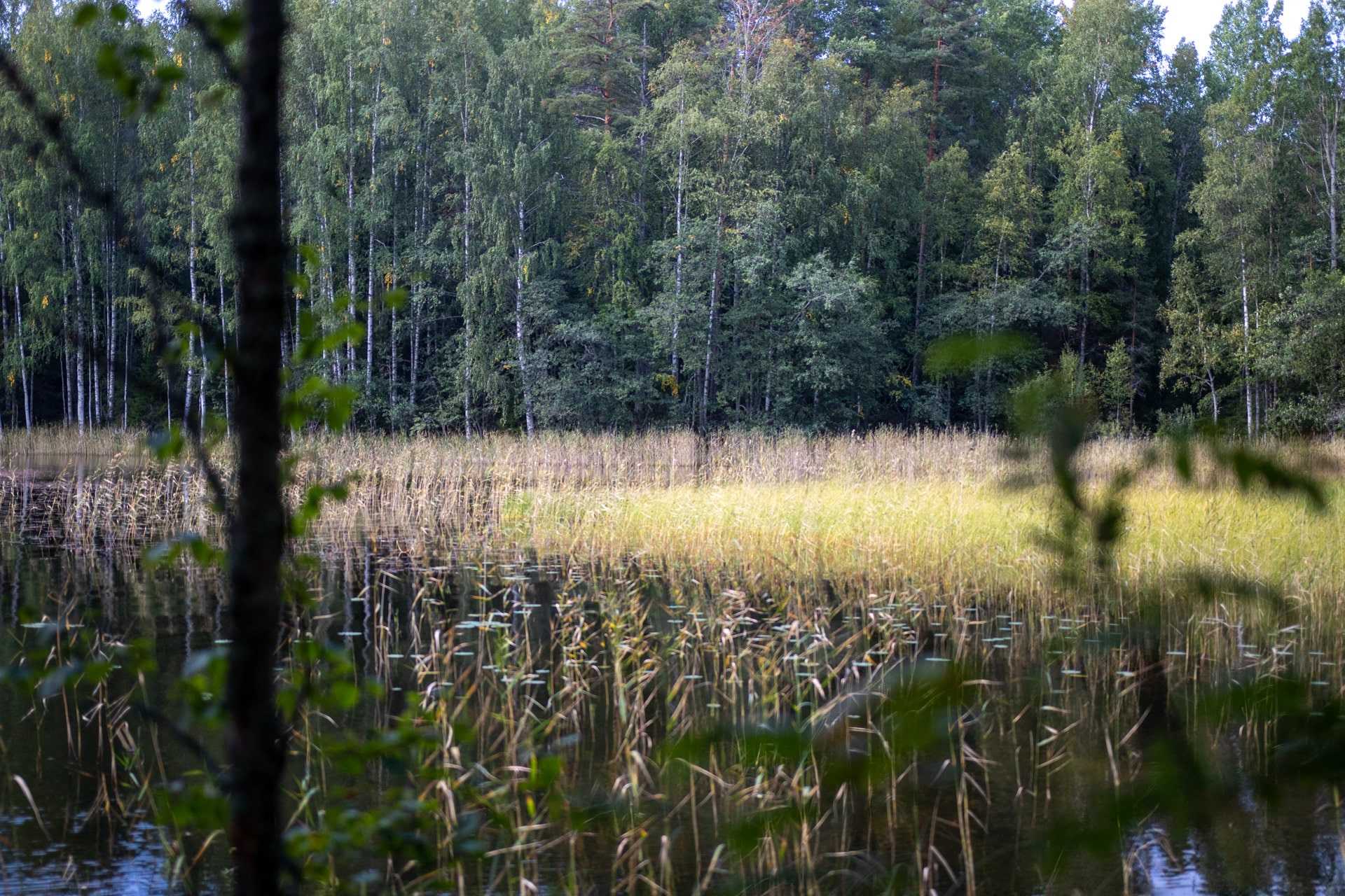 Pisamalahti Linnavuori