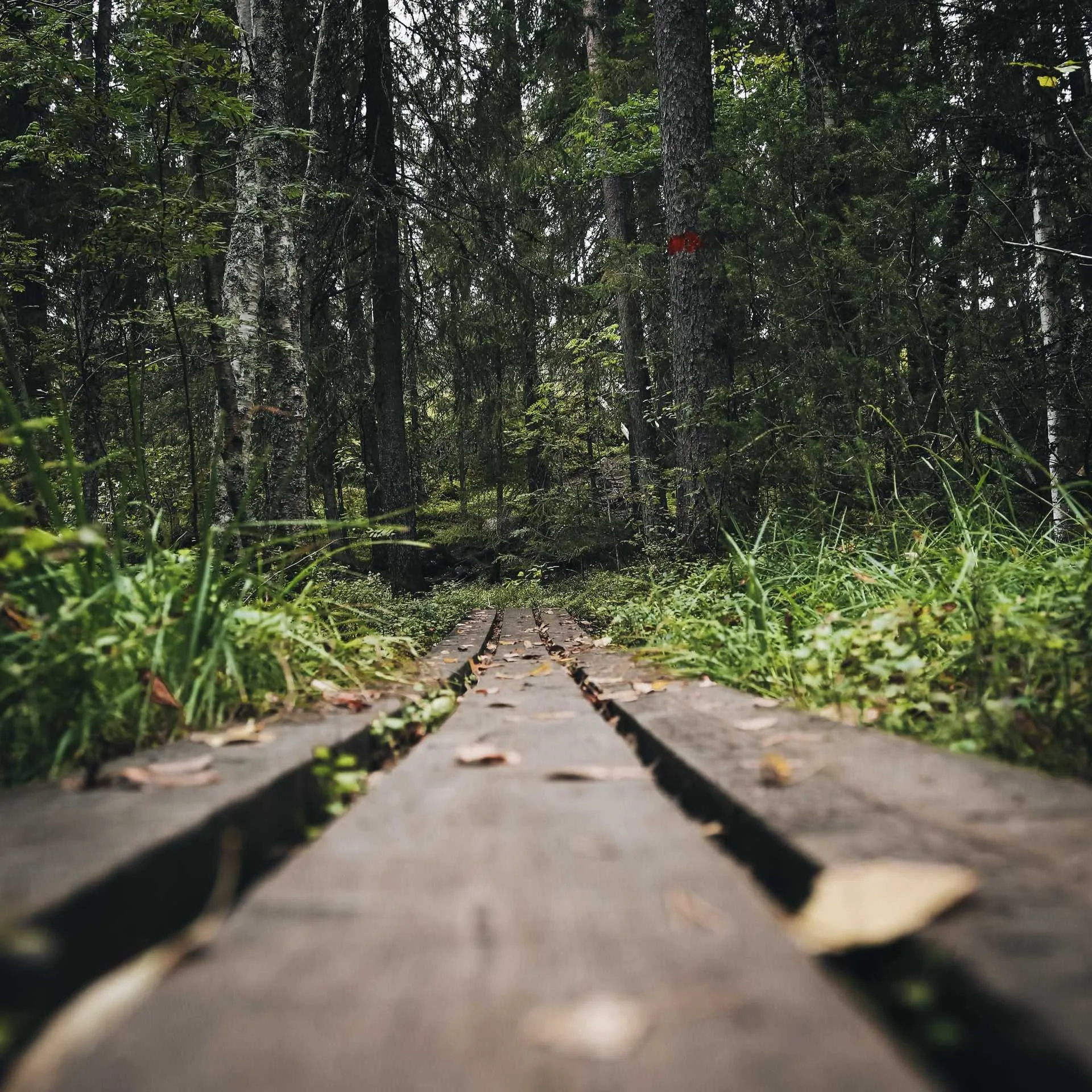 Hölzerner Wanderweg durch grünen Wald - Finnland Rundreise
