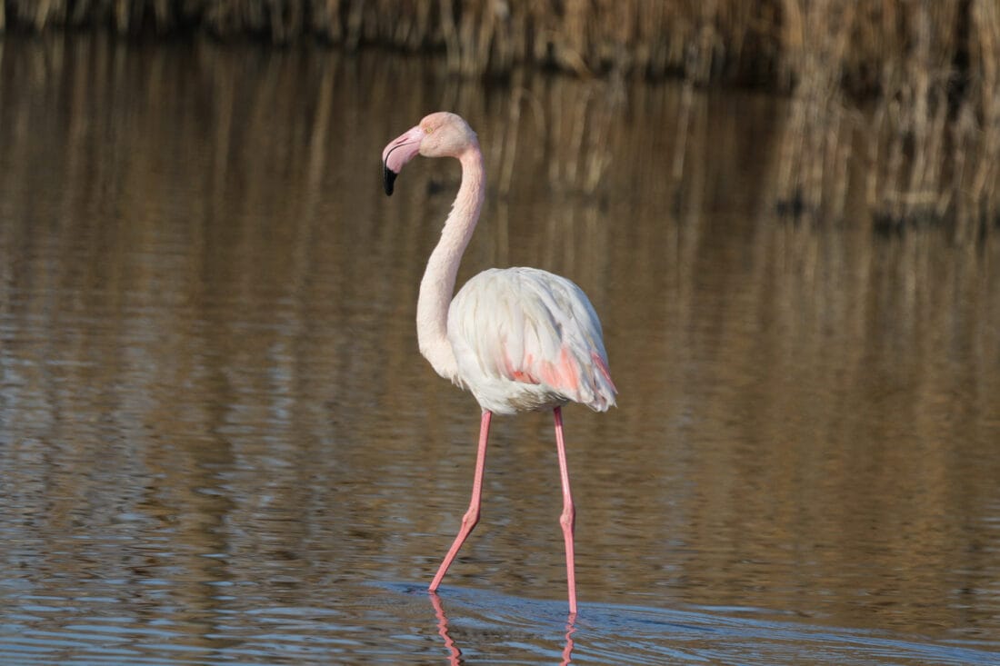 Flamingo in der Kalochori Lagoon