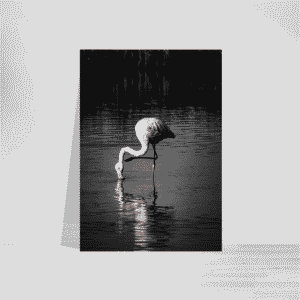Wildlife Flamingo