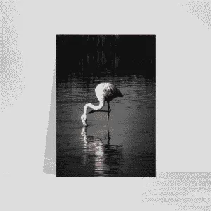 Wildlife Flamingo