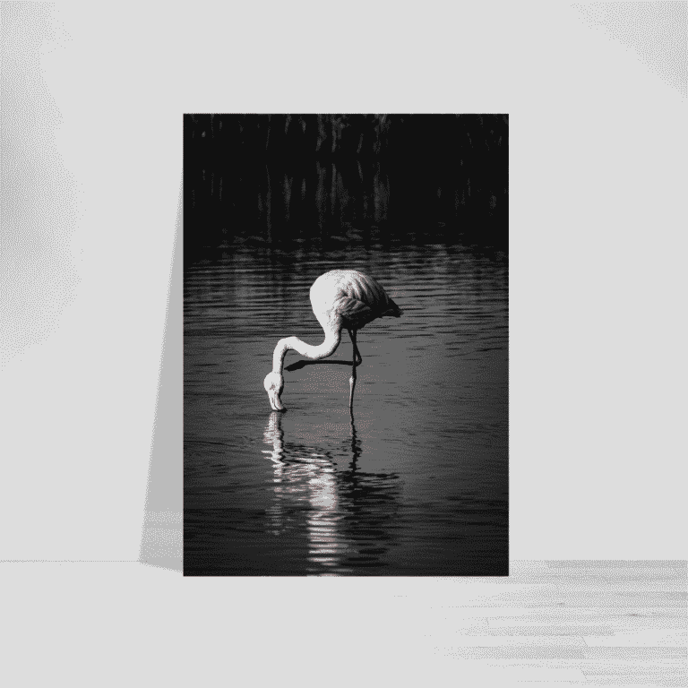 Wildlife Flamingo