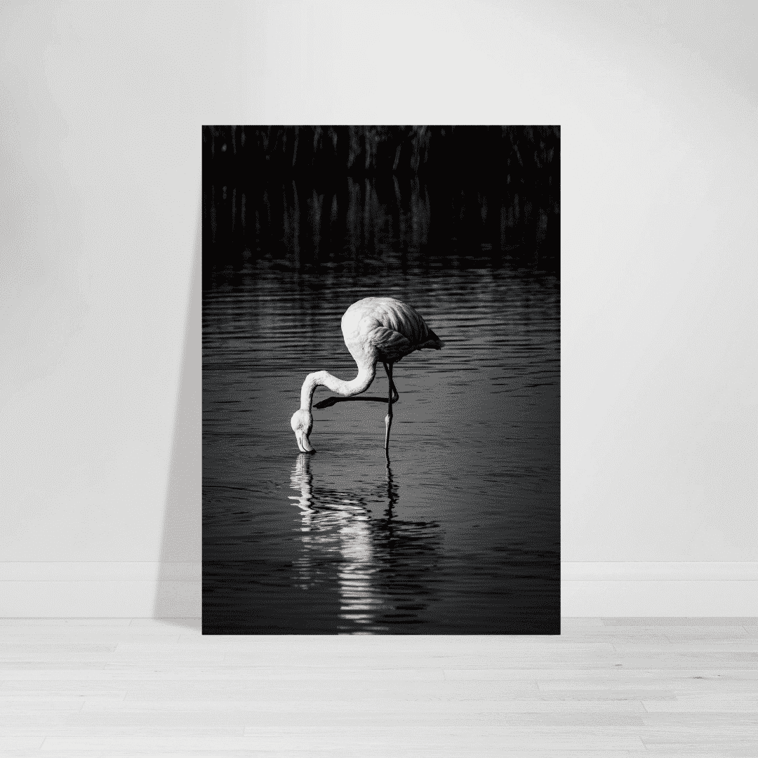 Wildlife Flamingo
