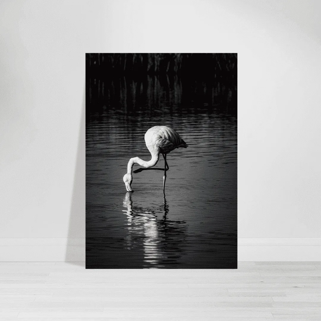 Wildlife Flamingo