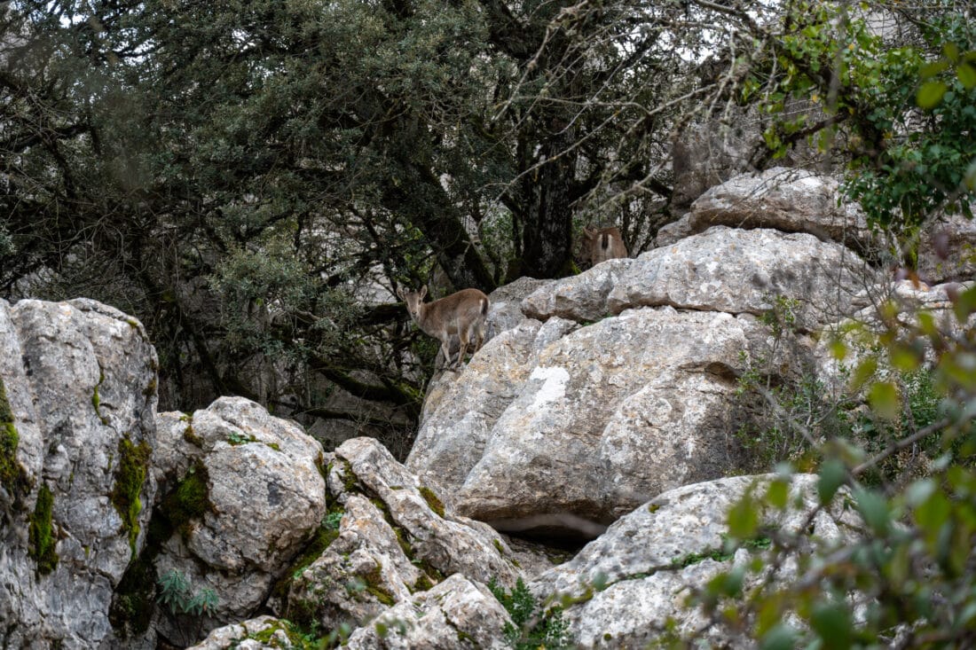 Landschaft, Felsformationen & zahlreiche Tierarten im El Torcal